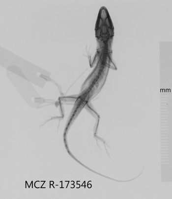 Media type: image;   Herpetology R-173546 Aspect: dorsoventral x-ray